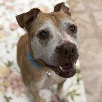 Pit Bull Terrier Dogs Available for Adoption in Worcester, Massachusetts - Cali | PetCurious