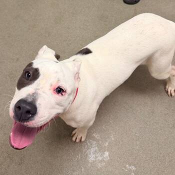 Buffy -  Mixed Breed Dog for Adoption in Rocky Mount, Virginia - Buffy | PetCurious
