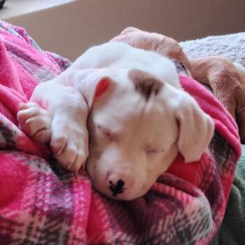 Pit Bull Terrier and Mixed Breed Dogs Available for Adoption - Belle | PetCurious