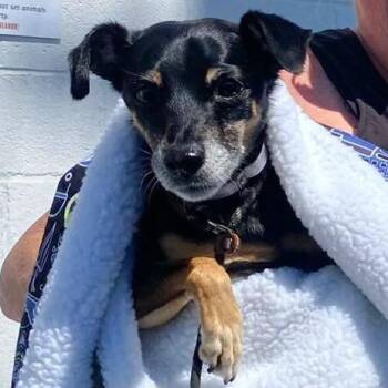 Bunny -  Dachshund and Mixed Breed Dog for Adoption in Apple Valley, California - Bunny | PetCurious