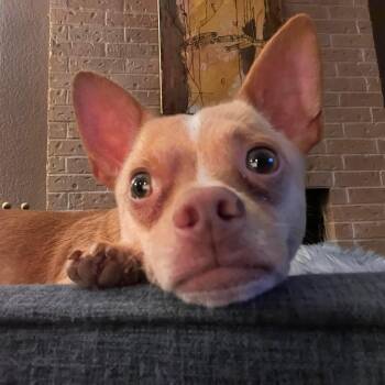 Squiggy -  Chihuahua Dog for Adoption in Warren, Rhode Island - Squiggy | PetCurious