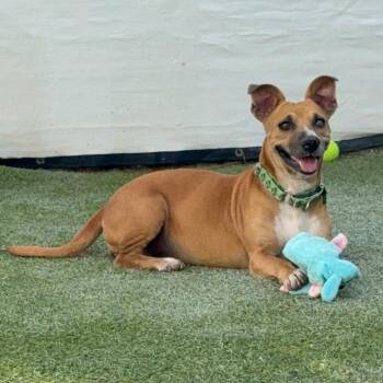 Charlie -  Terrier and Chihuahua Dog for Adoption in San Diego, California - Charlie | PetCurious