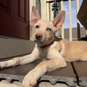 Shepherd Dogs Available for Adoption - Pierogi | PetCurious