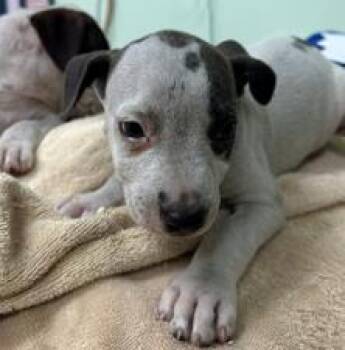 Ult -  Mixed Breed Dog for Adoption in Savannah, Georgia - Ult | PetCurious