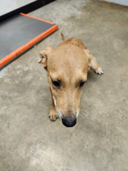 Rescue Shepherd and Mixed Breed Dogs for Adoption in Lockhart, Texas - Air | PetCurious