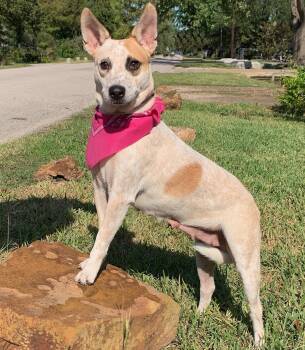 GORGEOUS LILLY BELLE -  Australian Cattle Dog Blue Heeler and Australian Shepherd Dog for Adoption - GORGEOUS LILLY BELLE | PetCurious