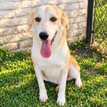 Bruno Smalls -  Golden Retriever Dog for Adoption in Abbotsford, British Columbia - Bruno Smalls | PetCurious