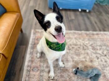 Border Collie and Cattle Dog Dogs Available for Adoption - Holliday Tippy Tappy Freckles | PetCurious
