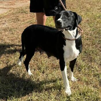 Rescue Great Dane and Black Labrador Retriever Dogs for Adoption in Spring, Texas - Mona | PetCurious