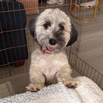 Albie -  Havanese Dog for Adoption in Dallas, Texas - Albie | PetCurious