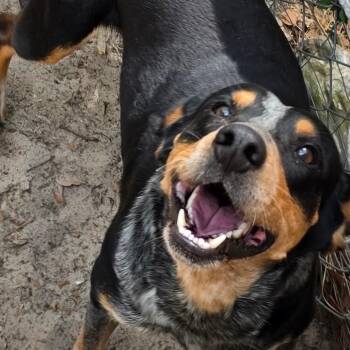 Bluetick Coonhound Dogs Available for Adoption in Melrose, Florida - Lucky | PetCurious