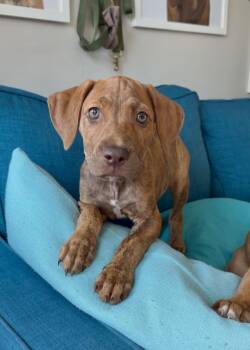 Sweetums -  Pit Bull Terrier and Labrador Retriever Dog for Adoption in Sunrise, Florida - Sweetums | PetCurious