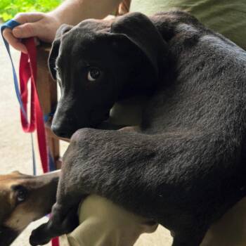 Freddie -  Great Dane Dog for Adoption in Raleigh, North Carolina - Freddie | PetCurious