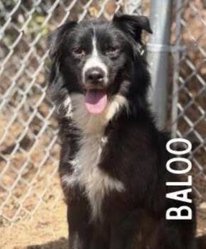 Baloo -  Border Collie Dog for Adoption in Crystal Lake, Illinois - Baloo | PetCurious