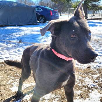 Rescue Weimaraner and Terrier Dogs for Adoption in Evansville, Wisconsin - BABY GIRL | PetCurious