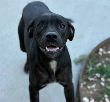 Rescue Labrador Retriever and Mixed Breed Dogs for Adoption in Tulsa, Oklahoma - REGINA | PetCurious