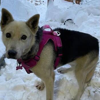 Husky Dogs Available for Adoption - Beyonce | PetCurious