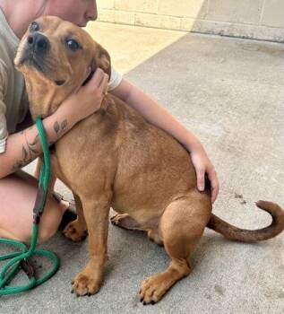 Old Red -  American Staffordshire Terrier Dog for Adoption in Bethel, Connecticut - Old Red | PetCurious