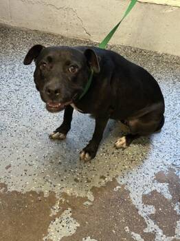 Echo -  Pit Bull Terrier Dog for Adoption in Mobile, Alabama - Echo | PetCurious