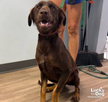 Tootsie Roll -  Shepherd and Spaniel Dog for Adoption in Washington, District Of Columbia - Tootsie Roll | PetCurious