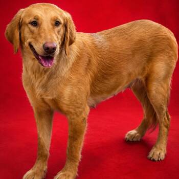 Raven -  Golden Retriever Dog for Adoption in Hughesville, Maryland - Raven | PetCurious
