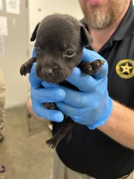 Rescue Labrador Retriever and Mixed Breed Dogs for Adoption in Rosenberg, Texas - PURPLE | PetCurious