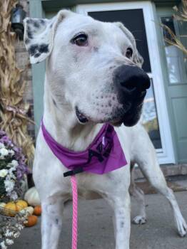 Gigi -  Labrador Retriever Dog for Adoption in Germantown, Ohio - Gigi | PetCurious