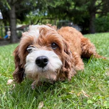 Penny -  Havanese and Poodle Dog Available for Adoption in Latrobe, Pennsylvania - Penny | PetCurious