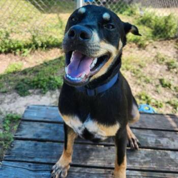 Reginald -  Shepherd and Mixed Breed Dog for Adoption in Corpus Christi, Texas - Reginald | PetCurious