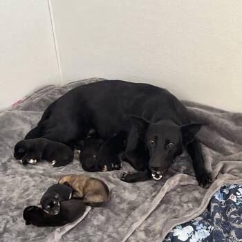 Shepherd Dogs Available for Adoption in Loxahatchee Groves, Florida - Nala Bear 1071 | PetCurious