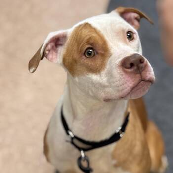 Pit Bull Terrier Dogs Available for Adoption - Athena | PetCurious