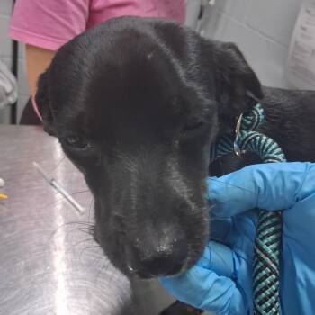 Rick @ Foster -  Mixed Breed Dog for Adoption in Summerville, South Carolina - Rick @ Foster | PetCurious