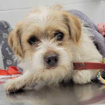 Peter -  Terrier and Mixed Breed Dog for Adoption in Kansas City, Missouri - Peter | PetCurious