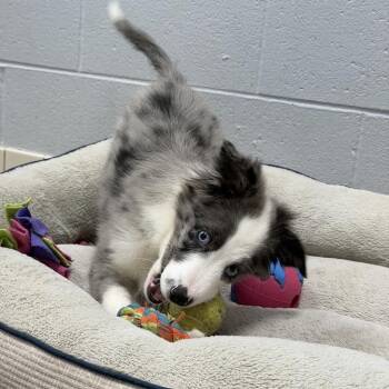 Brewsky -  Australian Shepherd Dog for Adoption in Camden, Delaware - Brewsky | PetCurious