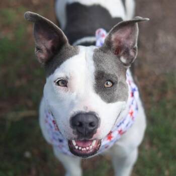 AMBER -  American Staffordshire Terrier Dog for Adoption in San Antonio, Texas - AMBER | PetCurious