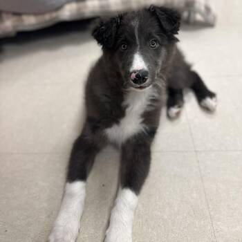 Border Collie Dogs Available for Adoption - Miller | PetCurious