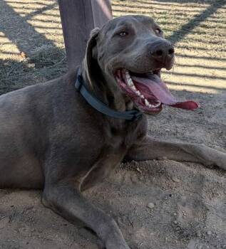 Pickles -  Labrador Retriever Dog for Adoption in Santa Rosa, California - Pickles | PetCurious