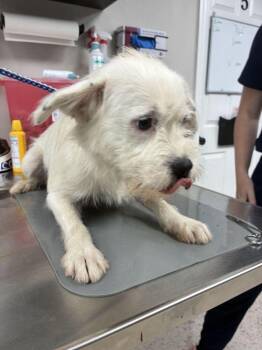 Kiwi -  Terrier Dog for Adoption in Marietta, Georgia - Kiwi | PetCurious