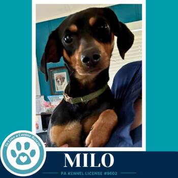 Milo 082226 -  Dachshund Dog for Adoption in Kimberton, Pennsylvania - Milo 082226 | PetCurious