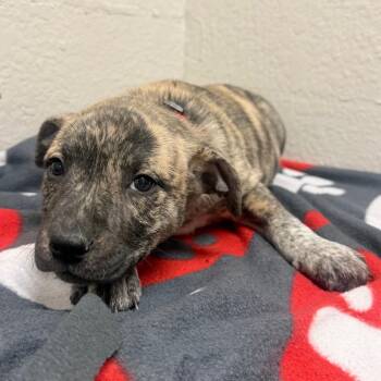 Labrador Retriever and Chow Chow Dogs Available for Adoption - 906A (2026) Aura | PetCurious