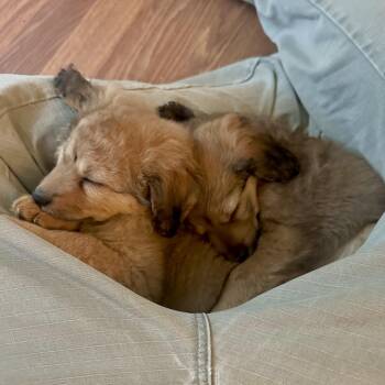 Flower -  Poodle and Spaniel Dog for Adoption in Biltmore Forest, North Carolina - Flower | PetCurious