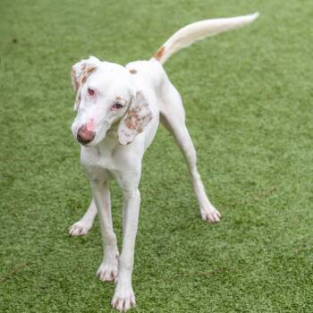 Hound Dogs Available for Adoption in Hilton Head Island, South Carolina - Dino | PetCurious