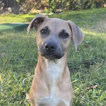 Rescue Labrador Retriever and Black Mouth Cur Dogs for Adoption in Warren, Rhode Island - Scrappy Doo | PetCurious