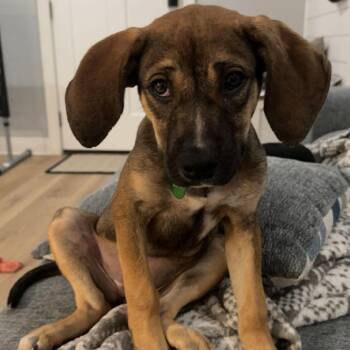 Pringles -  Beagle and Coonhound Dog for Adoption in New Orleans, Louisiana - Pringles | PetCurious