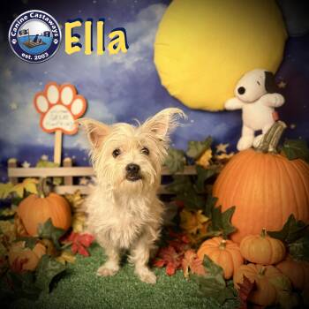 Ella -  West Highland White Terrier Westie Dog for Adoption in Arcadia, Florida - Ella | PetCurious