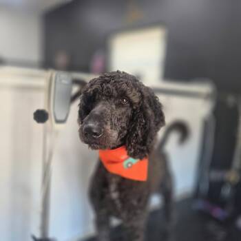 Lucky- very handsome boy -  Standard Poodle and Golden Retriever Dog for Adoption in Ocean Township, New Jersey - Lucky- Very Handsome Boy | PetCurious