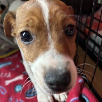 Mixed Breed Dogs Available for Adoption - Fortuna | PetCurious