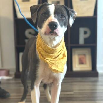 Jade -  Pit Bull Terrier and Mixed Breed Dog for Adoption - Jade | PetCurious