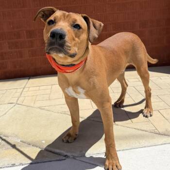 Ribs -  Labrador Retriever and Mixed Breed Dog for Adoption in Los Angeles, California - Ribs | PetCurious