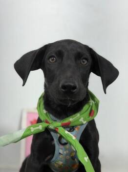 Rome-One of our Amazing Rescue Dogs -  Black Labrador Retriever and Weimaraner Dog for Adoption in Carlsbad, California - Rome-One Of Our Amazing Rescue Dogs | PetCurious